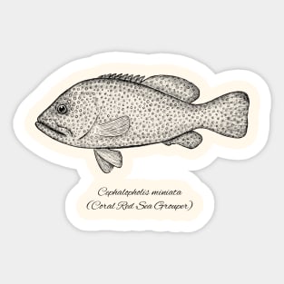 Cephalopholis miniata Sticker